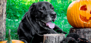 Food allergies - pet allergies - dog food allergies