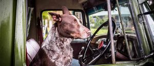 Doggie Diabetes - beat it or treat it