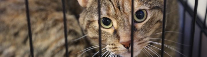 TLC-Library-1200x800-IMG_0356 TLC-Library-1200x800-IMG_0356