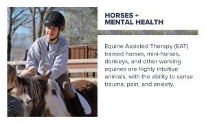 Equines Assisted Therapy Trained horses