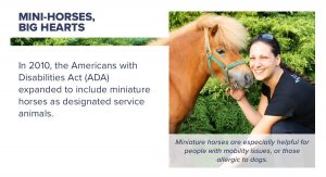 Miniature horses as designated service animals