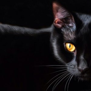 Black Cat Appreciation Day