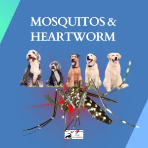 Mosquitos and Heartworm