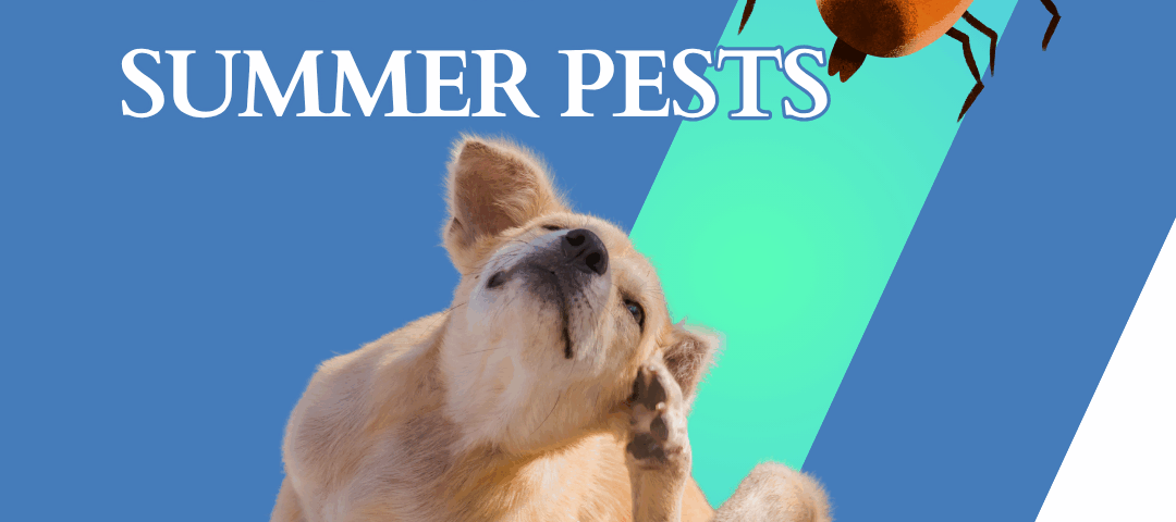 Protecting pets from summer pests